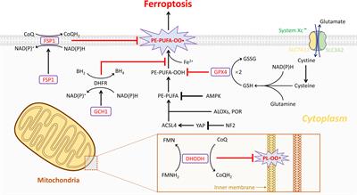 Novel Therapeutic Savior for Osteosarcoma: The Endorsement of Ferroptosis